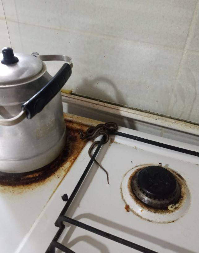 Yılanları mıknatıs gibi çeken 4 nokta belli oldu! Evinde olanlar dikkat - Resim: 29